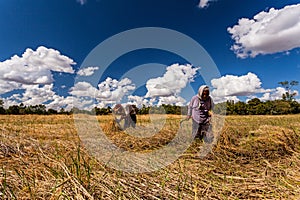 CHIANG MAI.THAILAND Ã¢â¬â OCT 20 : The old man and women Thai farmer collaborating at the harvest, October 20 , 2015